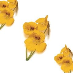Latin Çiçeği (Latin Flower)