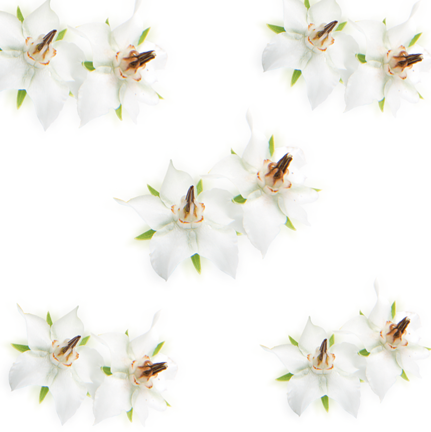 Beyaz Viola (White Viola Flower)