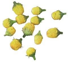 Elektrik Çiçeği (Electric Flower)