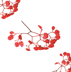 Erik Çiçeği (Apple Blossom)