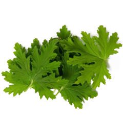 Itır Otu (Itır Leaves)