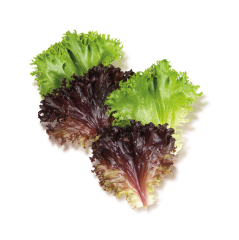 Çıtır Marul (Crunchy Salad)