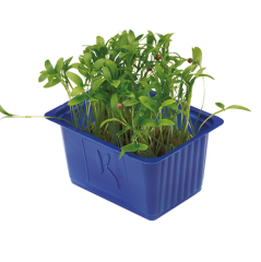 Kişniş Filizi (Ghoa Cress)