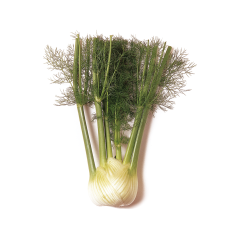 Fencel Rezene (Fennel)