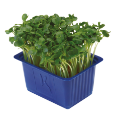 Yeşil Turp Filizi (Daikon Cress)