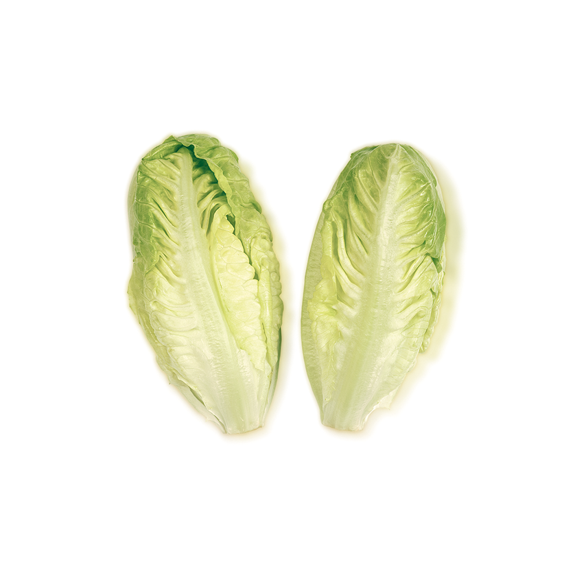 Mini Yedikule (Baby Coslettuce)