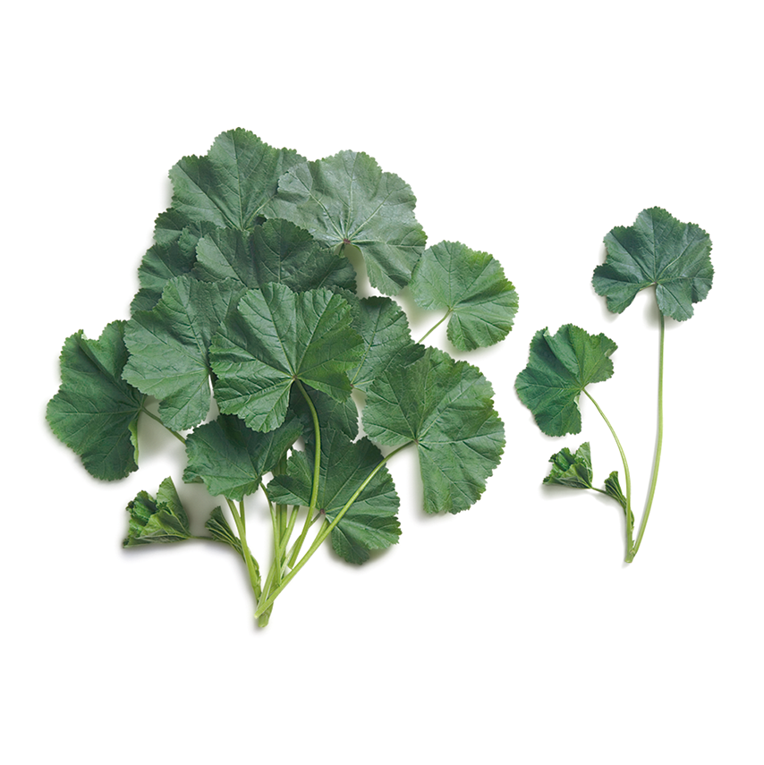 Ebegümeci (Common)