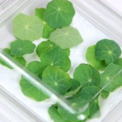Latin Çiçeği Yaprağı (Latin Flower Leaf)