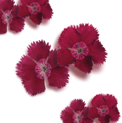 Mini Karanfil Çiçeği (Baby Carnation)