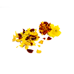 Mini Kadife Çiçeği (Marigold)