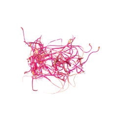 Pancar Sebze Filizi (Beetroot  Sprouts)