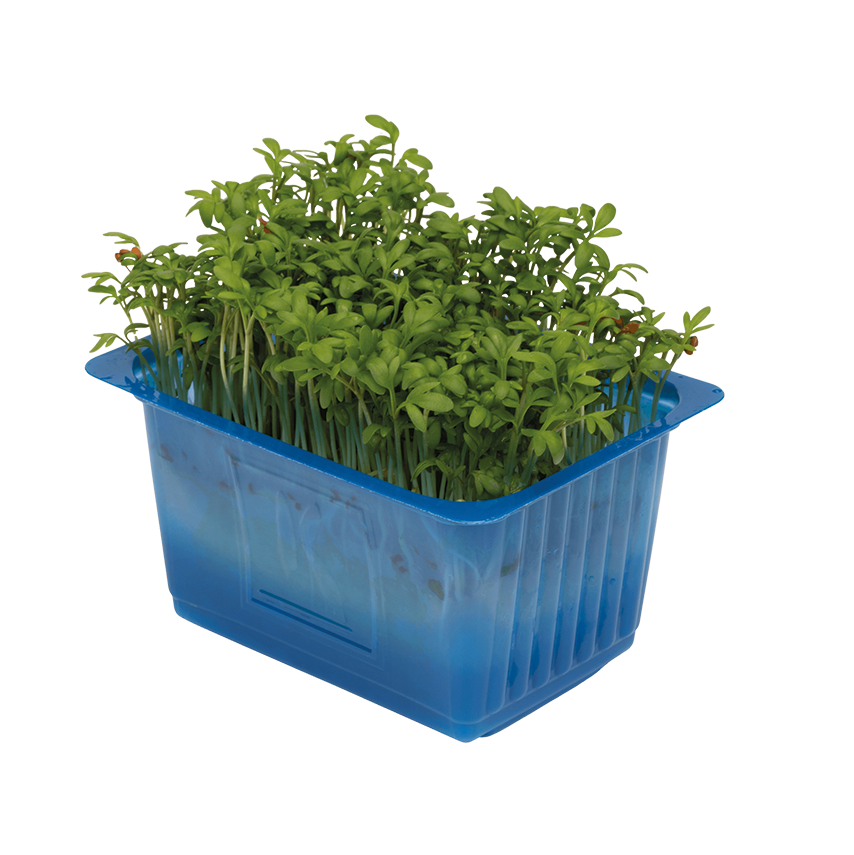 Shiso Red Cress - Erüst Çiftliği