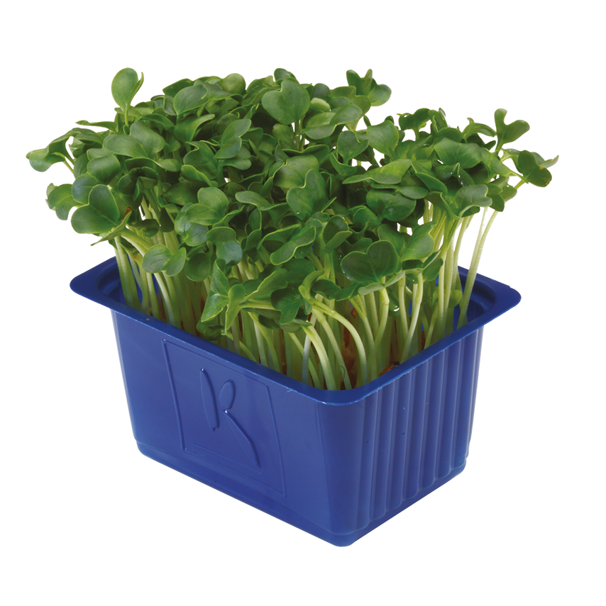 Shiso Red Cress - Erüst Çiftliği